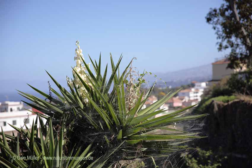 Riesen-Palmlilie (Yucca elephantipes)