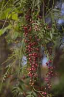 Peruanische Pfefferbaum (Schinus molle)