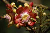 Kanonenkugelbau (Couroupita guianensis)