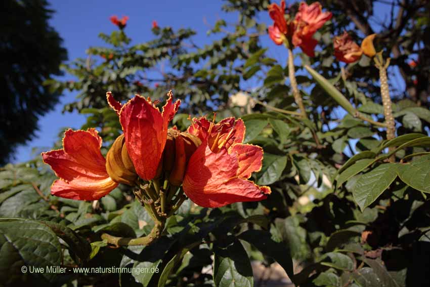 Afrikanische Tulpenbaum (Spathodea campanulata)