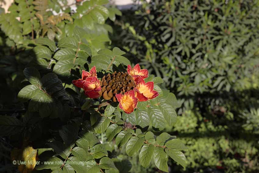 Afrikanische Tulpenbaum (Spathodea campanulata)