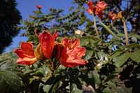 Afrikanische Tulpenbaum (Spathodea campanulata)