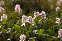 Dickstielige Wasserhyazinthe (Pontederia crassipes)