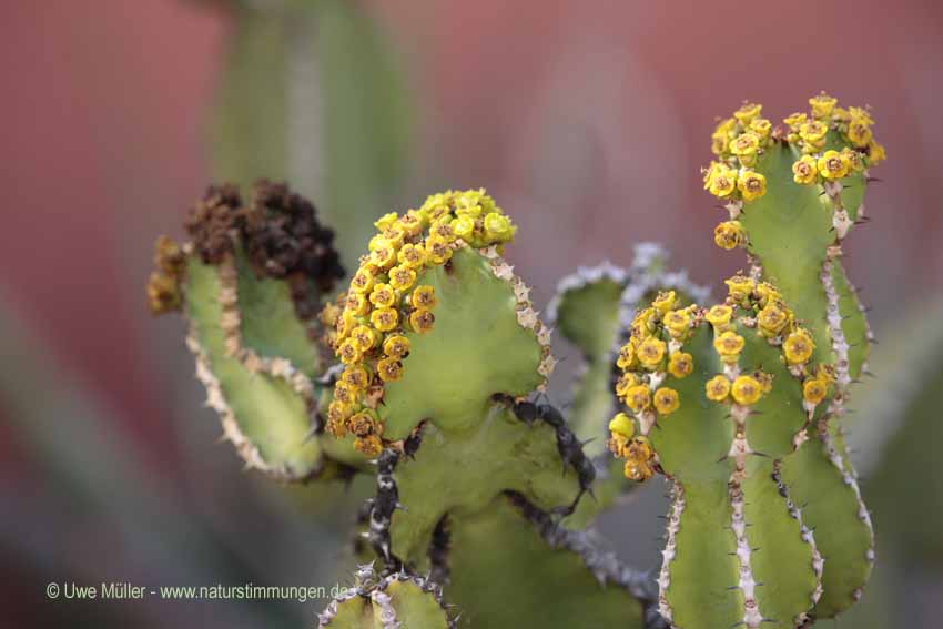 Kanaren-Wolfsmilch (Euphorbia canariensis)