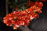 Kahle Drillingsblume (Bougainvillea glabra)