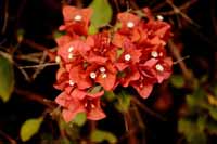 Kahle Drillingsblume (Bougainvillea glabra)