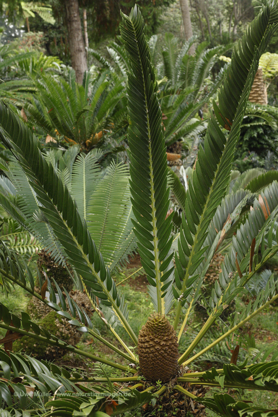 Encephalartos villosus