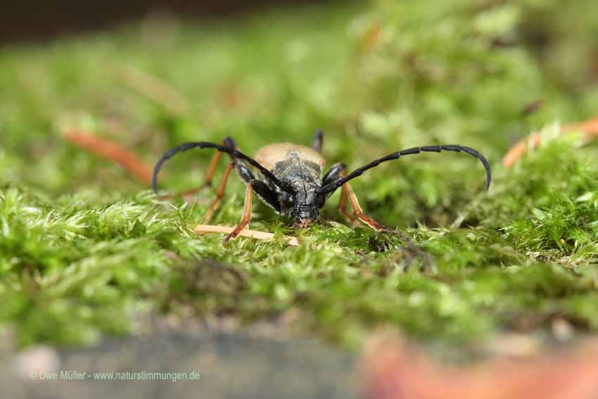 Bockkäfer (Cerambycidae) - Rothalsbock, Roter Halsbock oder Gemeiner Bockkäfer (Stictoleptura rubra)