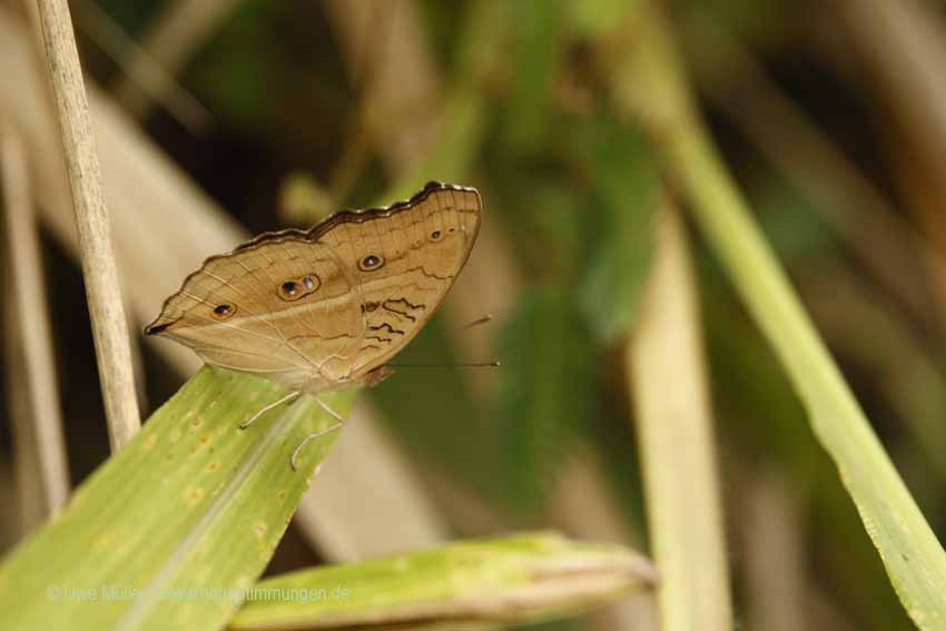 Pfauen-Stiefmütterchen (Junonia almana)