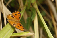 Pfauen-Stiefmütterchen (Junonia almana)