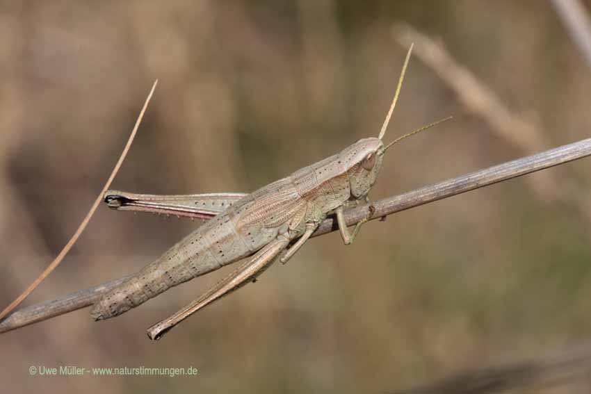 Blauflügelige Ödlandschrecke (Oedipoda caerulescens)