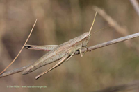 Blauflügelige ödlandschrecke (Oedipoda caerulescens)