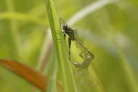 Ictinogomphus rapax (Ictinogomphus rapax)