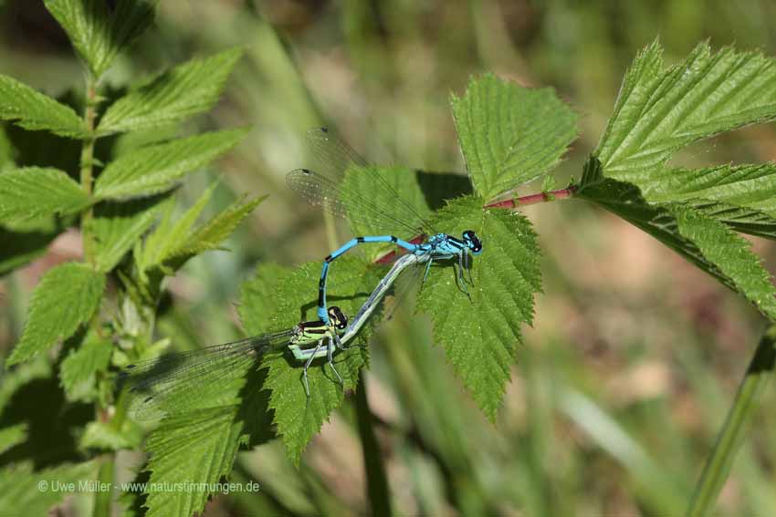 Hufeisen-Azurjungfer (Coenagrion puella)