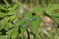 Hufeisen-Azurjungfer (Coenagrion puella) - Paarungsrad - Reproduktion