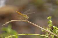 Brachythemis contaminata (Brachythemis contaminata)