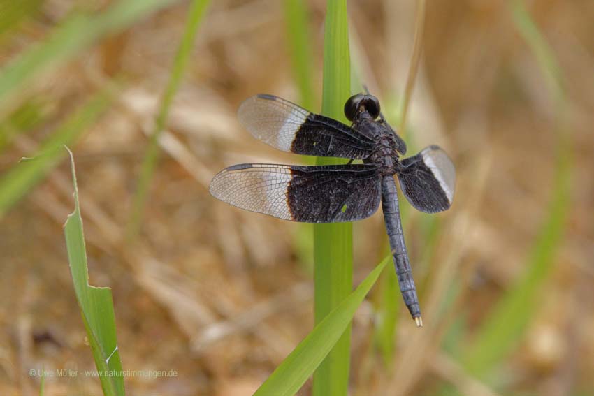 Neurothemis tullia (Neurothemis tullia