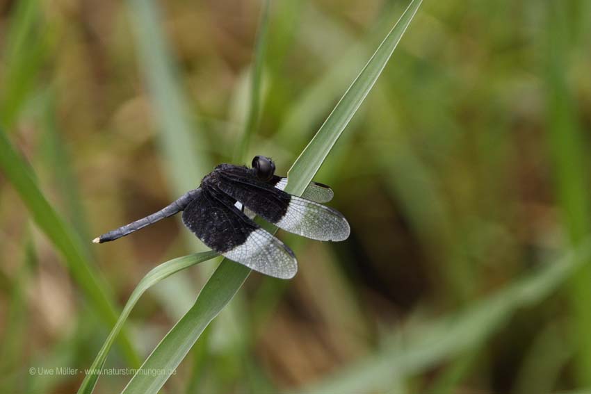 Neurothemis tullia (Neurothemis tullia