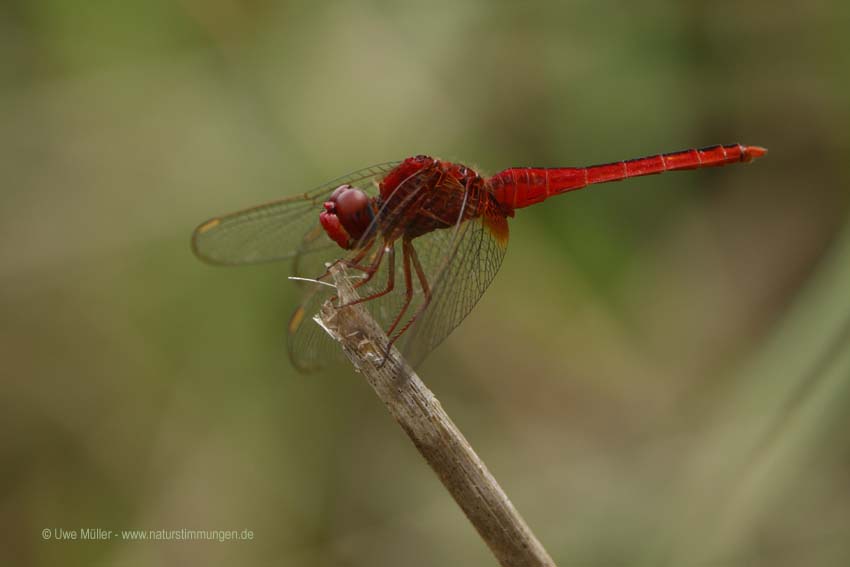 Orient-Feuerlibelle (Crocothemis servilia)