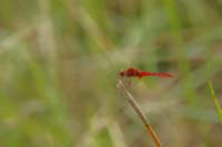 Orient-Feuerlibelle (Crocothemis servilia)