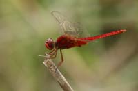 Orient-Feuerlibelle (Crocothemis servilia)