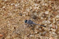 Orthetrum luzonicum (Orthetrum luzonicum)