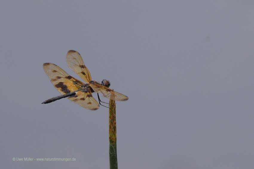 Rhyothemis variegata (Rhyothemis variegata)