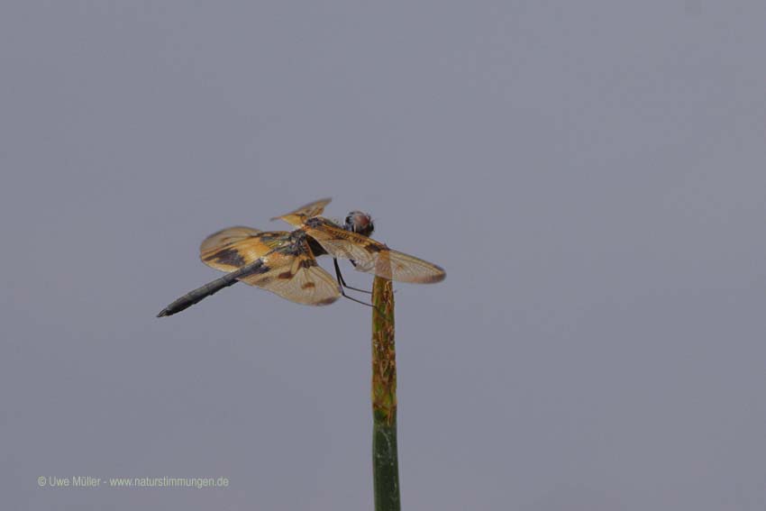 Rhyothemis variegata (Rhyothemis variegata)