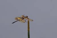 Rhyothemis variegata (Rhyothemis variegata)