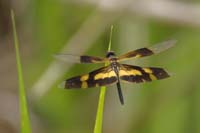 Rhyothemis variegata (Rhyothemis variegata)