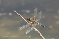 Vierfleck (Libellula quadrimaculata)