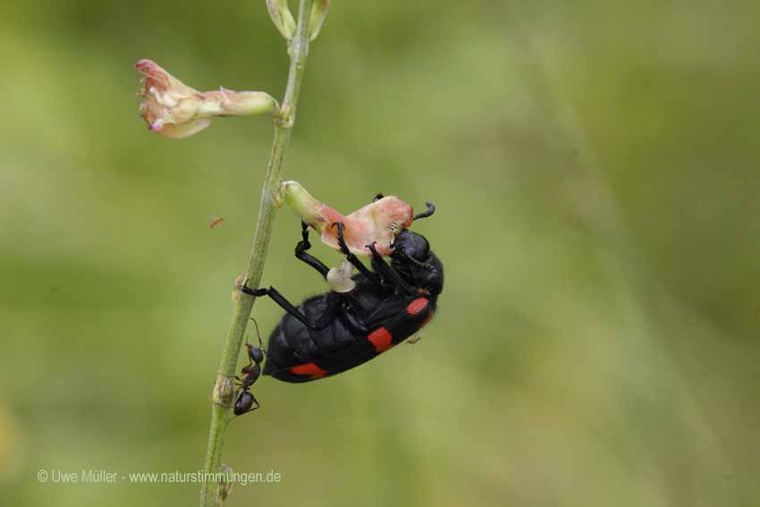 Unbestimmte Insekten