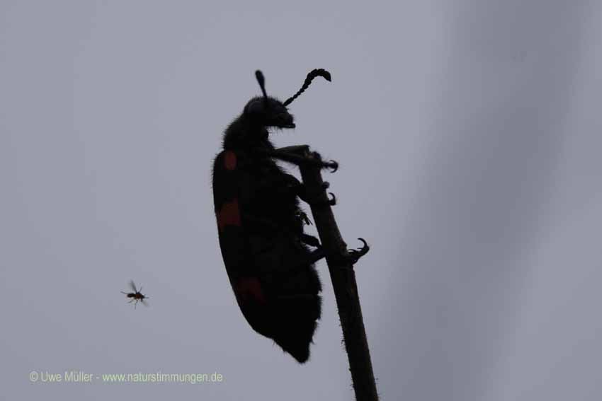 Unbestimmte Insekten