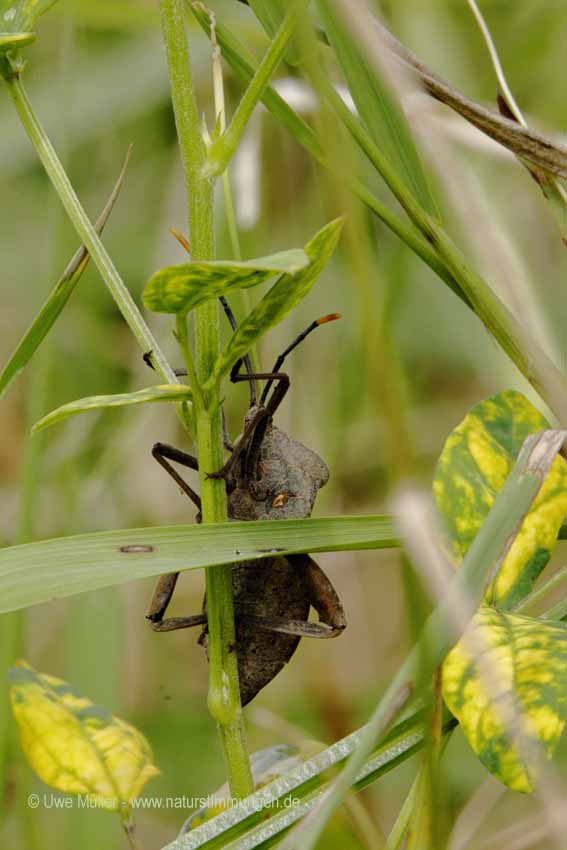 Unbestimmte Insekten