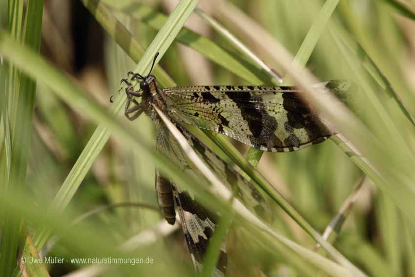 Unbestimmte Insekten