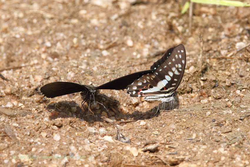 Unbestimmte Insekten