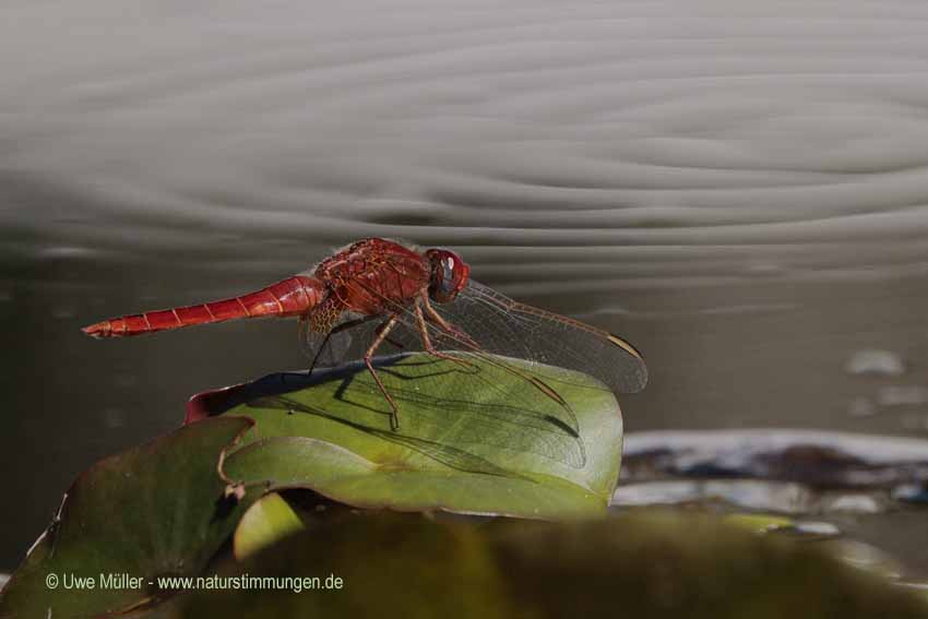 Unbestimmte Insekten