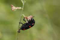 Unbestimmte Insekten