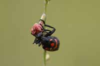 Unbestimmte Insekten