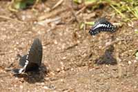 Unbestimmte Insekten