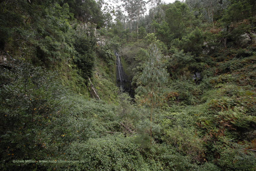 Caminho dos Pretos (Madeira)