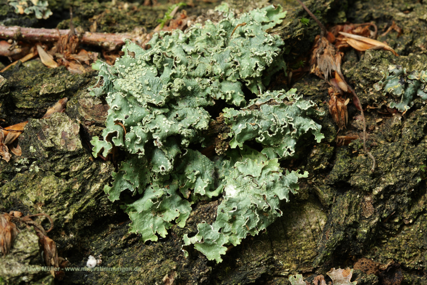 Platismatia glauca, auch Graue Tartschenflechte (Platismatia glauca)