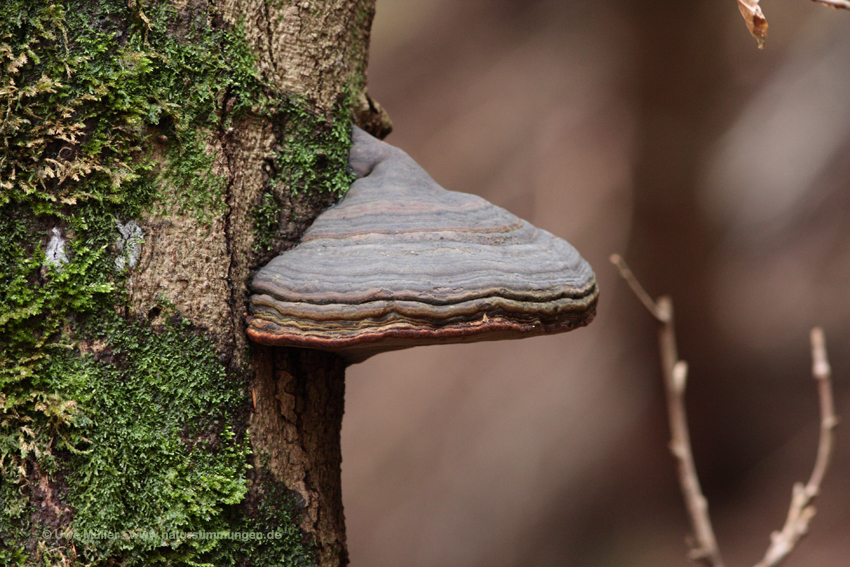 Rotrandige Baumschwamm, auch Fichtenporling (Fomitopsis pinicola)