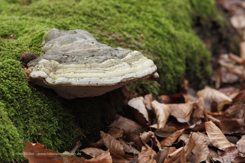 Fichtenporling, auch Rotrandiger Baumschwamm (Fomitopsis pinicola)