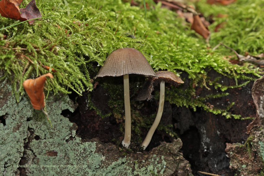 Gemeiner Glimmertintling (Coprinus micaceus)