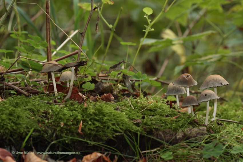 Gemeiner Glimmertintling (Coprinus micaceus)