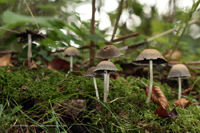 Gemeiner Glimmertintling (Coprinus micaceus)