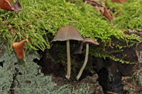 Gemeiner Glimmertintling (Coprinus micaceus)