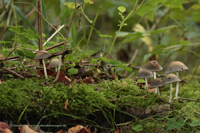 Gemeiner Glimmertintling (Coprinus micaceus)