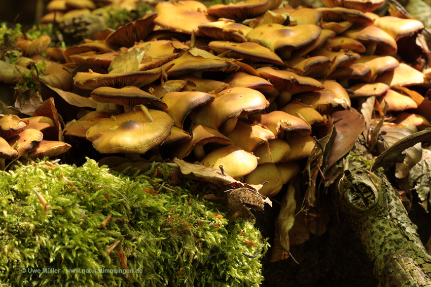 Grünblättriger Schwefelkopf (Hypholoma fasciculare)